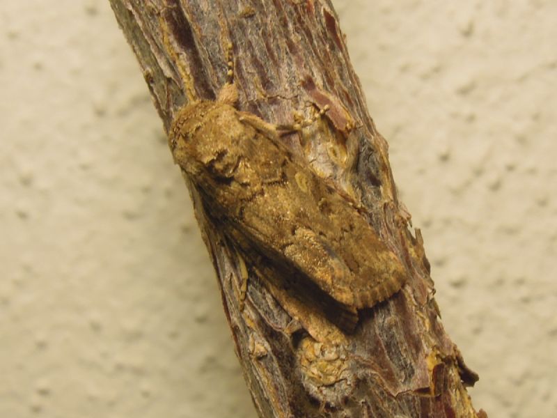Aporophyla lutulenta ?? No, Spodoptera cilium, Noctuidae